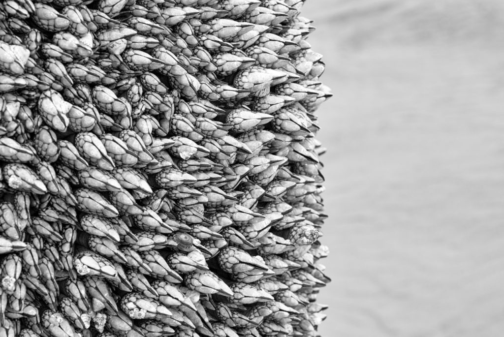 Gooseneck barnacles